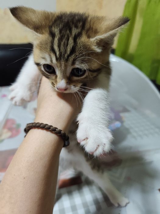 Отдам котенка добрые руки