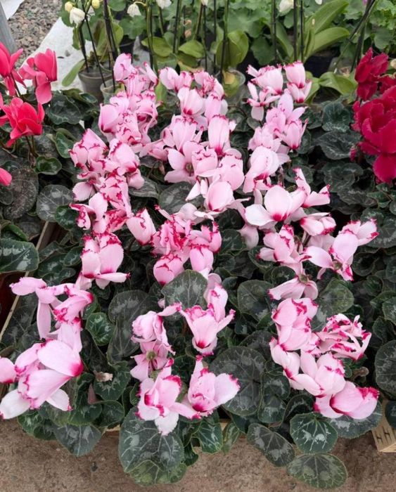 Продаю цветочки