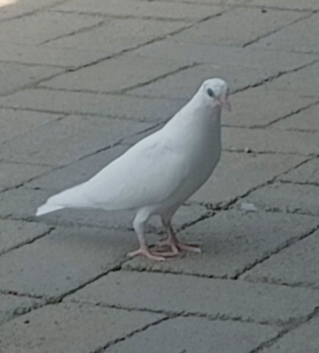 Чисто  белые голуби.