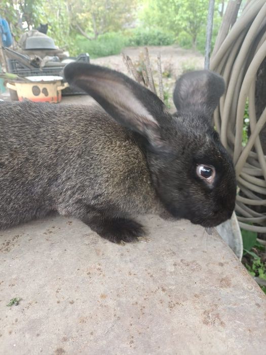 Продам двух самок кроликов