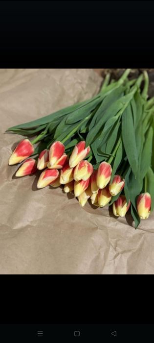 Тьюльпаны оптом с теплицы