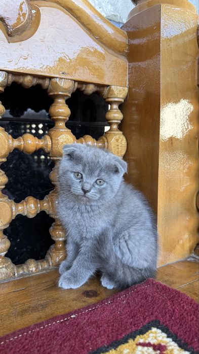 Британские кошки