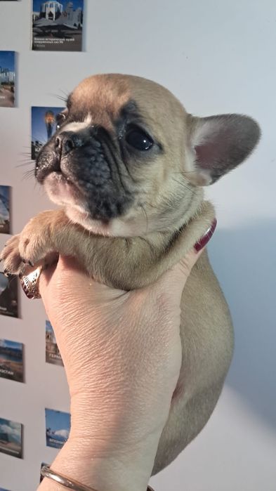 Французский бульдог мальчики