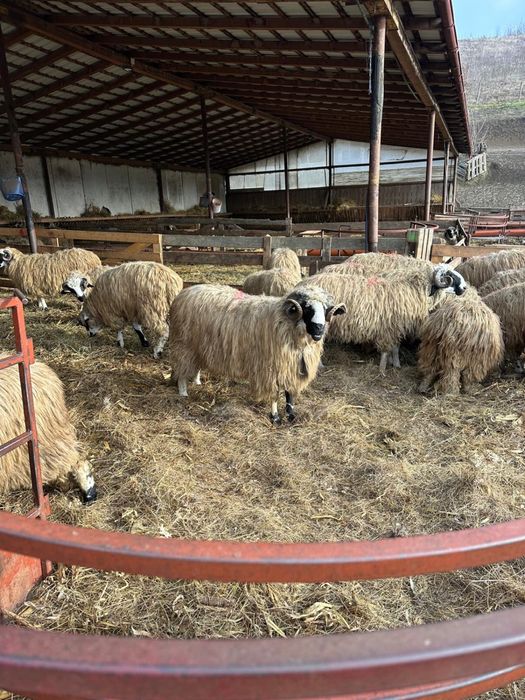 Berbeci de vanzare 2000 lei