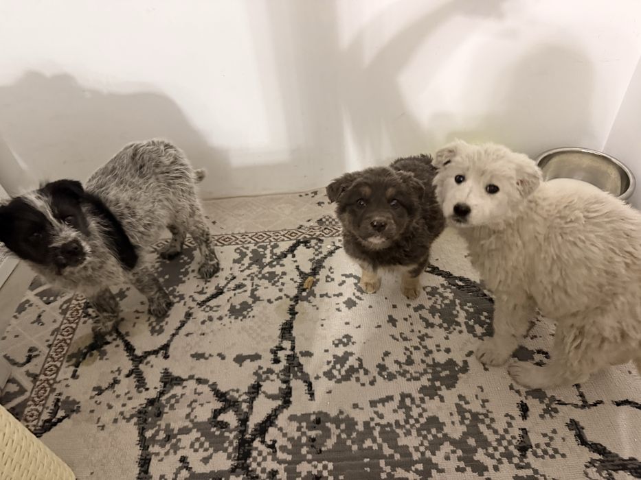 Ищут дом малыши