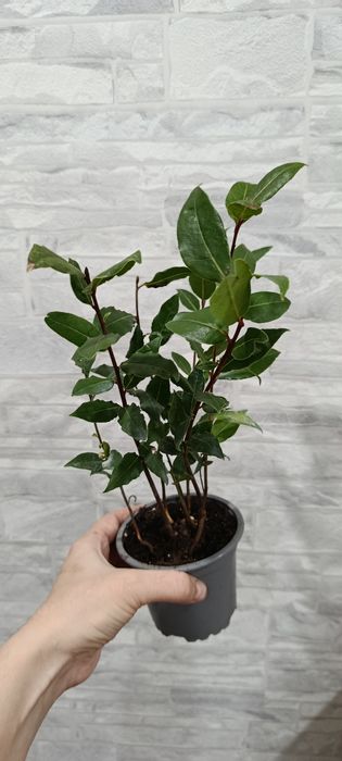 Лаврушка продается