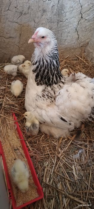 Cloșca brahma 9 pui