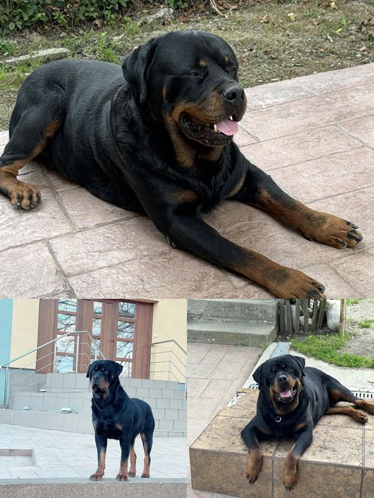 Femela rottweiler