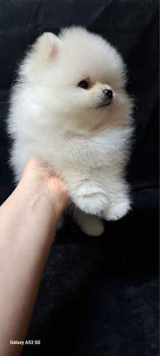 Продается щенок шпица