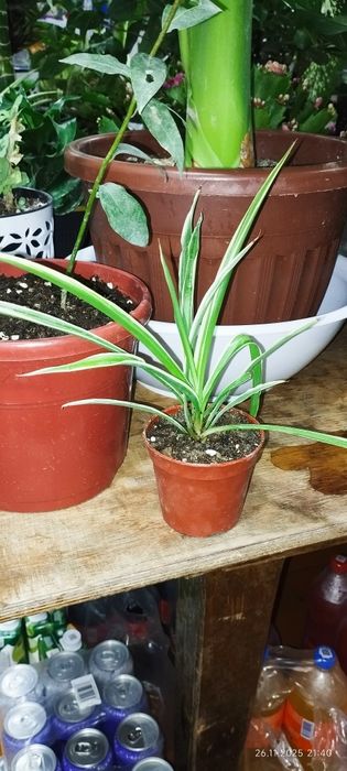 Продам хлорофитум