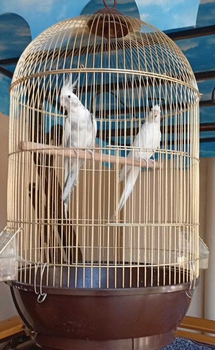 Попугайчики продаються