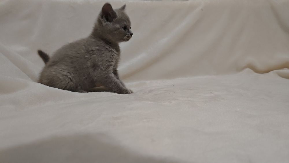 Продаются шотландских котята