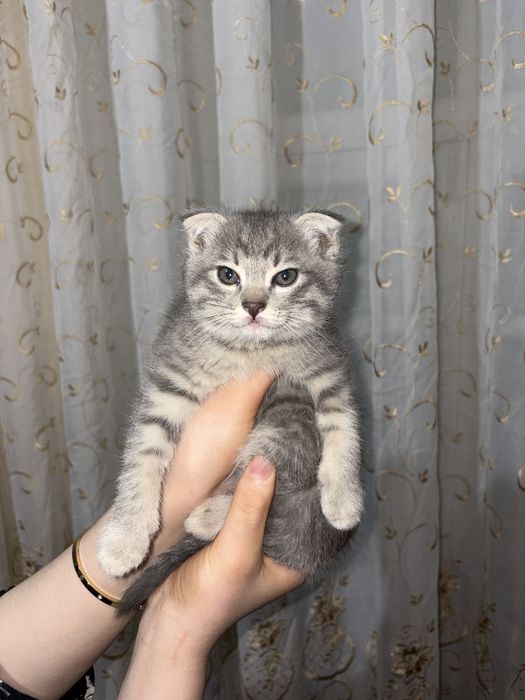 Зотли мушукча сотилади Скоттш фолд