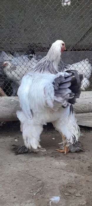 Brama xòrozlari sotiladi