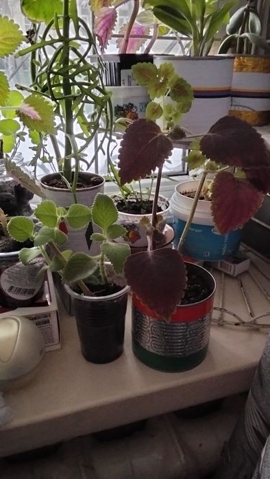 Цветов много всё хорошие