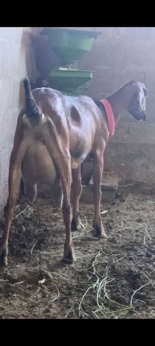 Capra nr1. De elită
