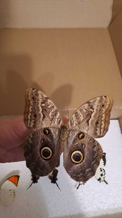 Настоящая бабочка в рамке.