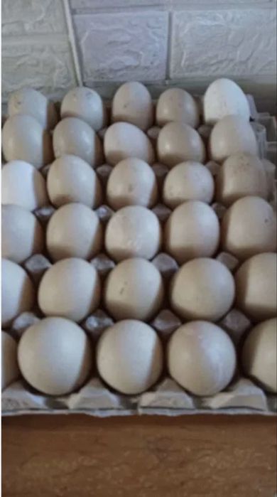 Яйца Индоутки инкубационные