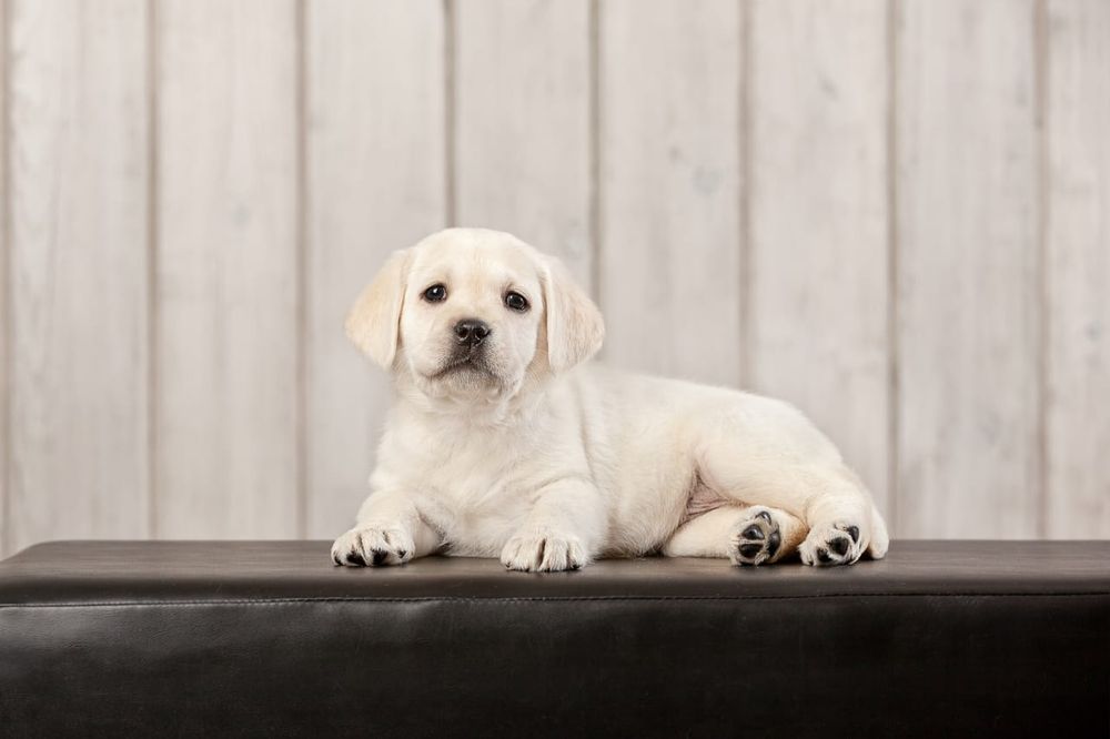 Продам щенков Лабрадора