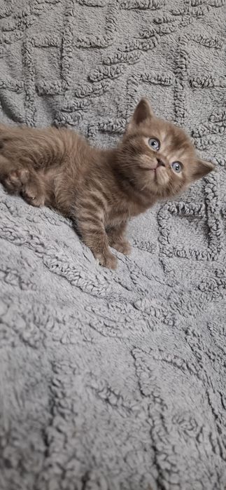 Шотландские котята мальчики и девочки