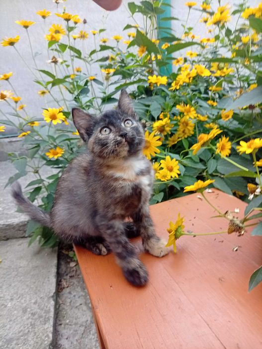 Котята сообразительные
