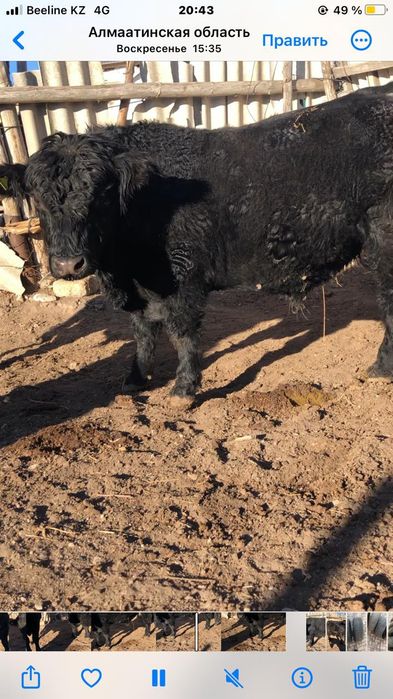 Продам Ангус быков