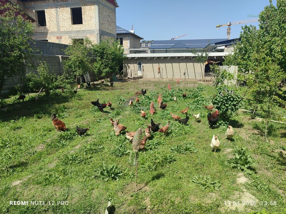 Домашный 12 ойлик товуклар сотилади