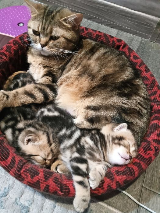 Котенок девочка британка.