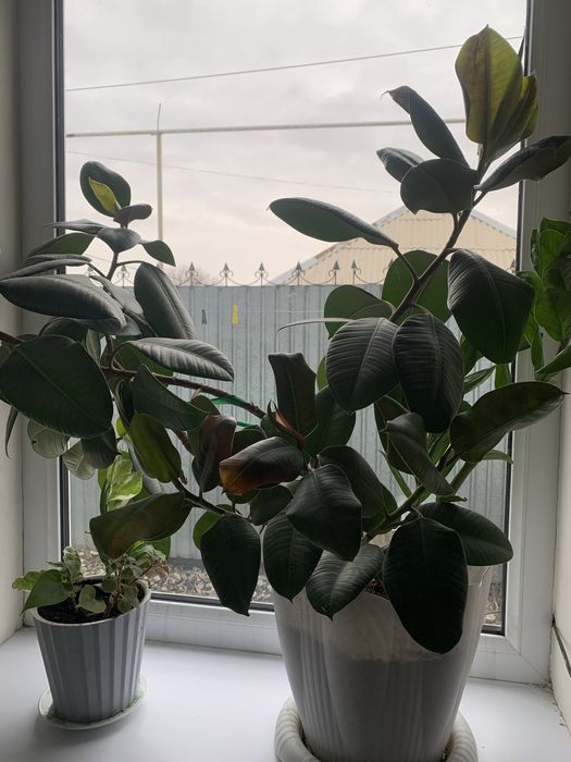 Продам фикус 5000 тг