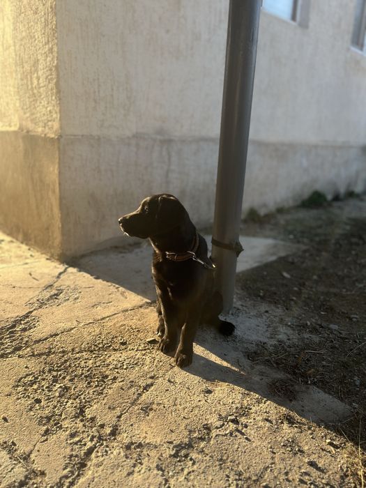 Лабрадор ретривер продается !