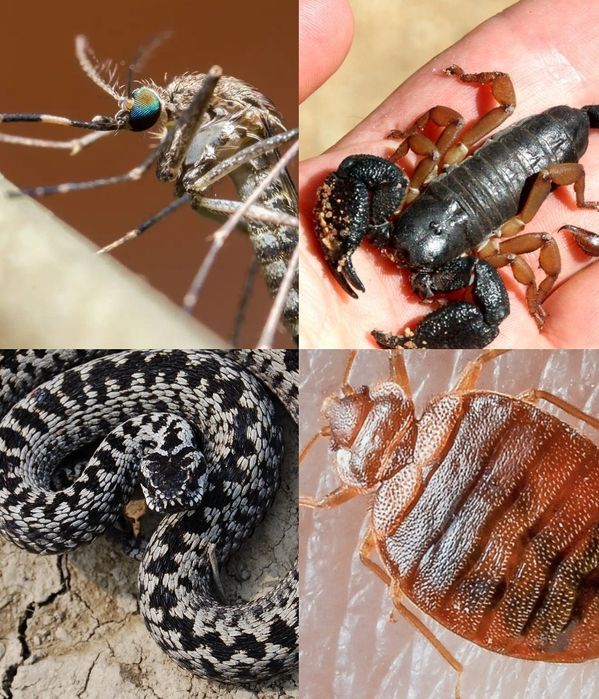 Дезинфексия дезинфекции Dezinfeksiya xizmati dezinseksiya dizinfeksiya