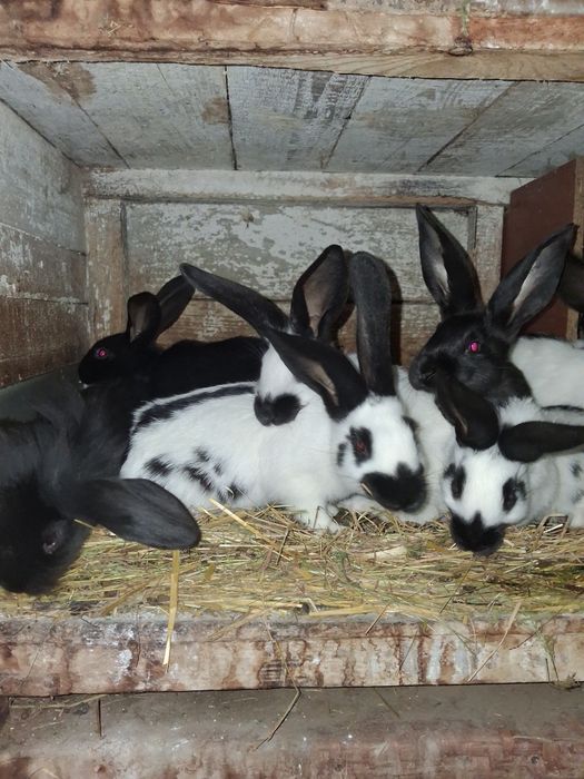 Vănd iepurași 3 rase diferite