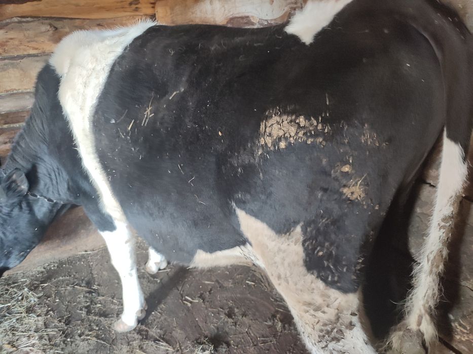 Бычки откормленные