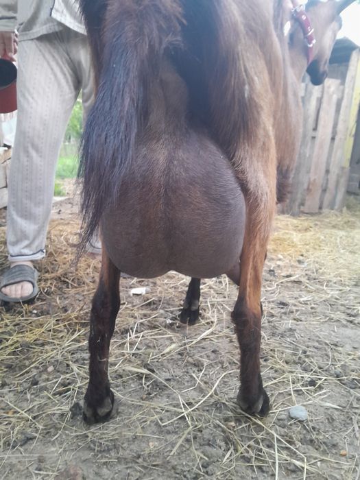 Capra alpina franceza