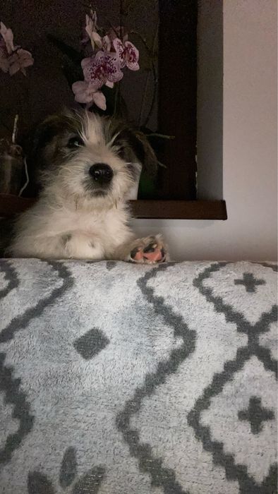 Pet Sitter – bonă pentru pisici sau caini [Arad)