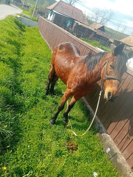 Schimb sau vând iapa de 12 ani cuminte preț  4800 lei