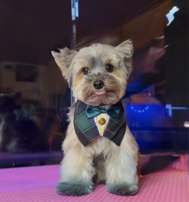 Tune catei bragadiru