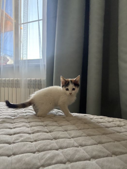 Отдам котенка бесплатно