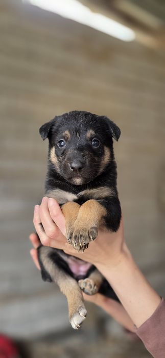 Пристраиваются в добрые ручки. Пристройство по договору