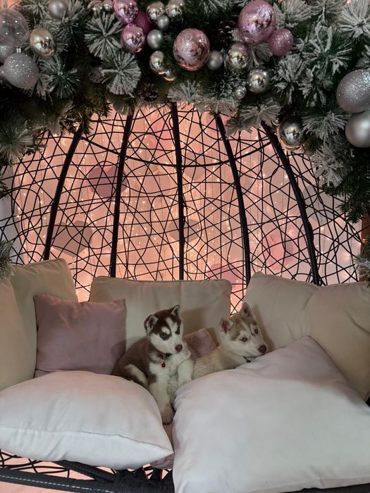 Девочки хаски ну очень красивые