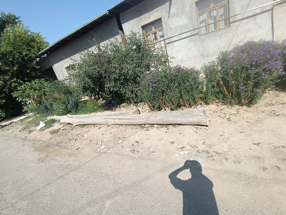 Tosin terek baqvat