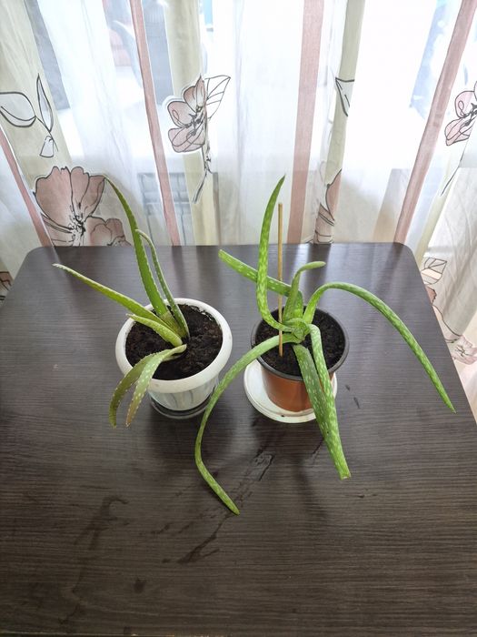 Продается домашний цветок