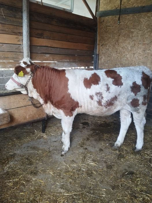 De vânzare viței