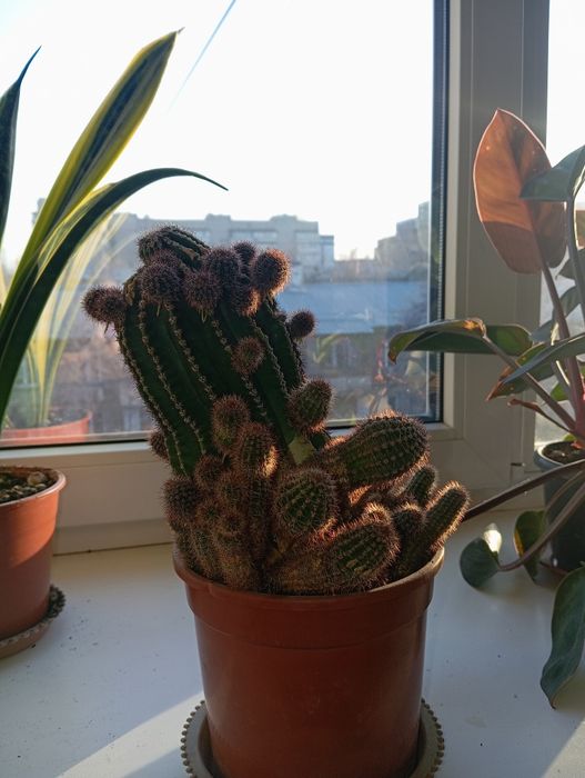 Продаются мини-кактусы