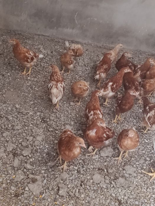 Продаются ломан браун молодые