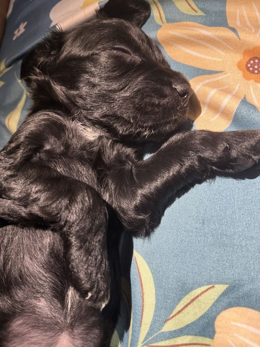 Продам русский охотничий спаниель