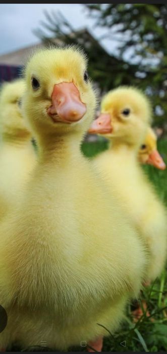 Продается гусята