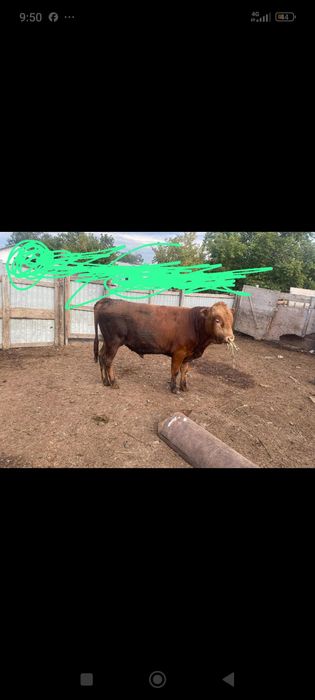 Продам с откормда быки