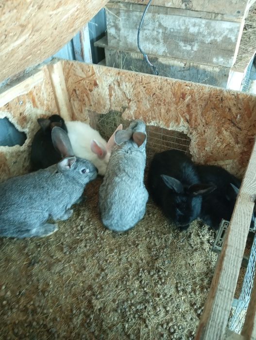 Продам кроликов разных возрастов