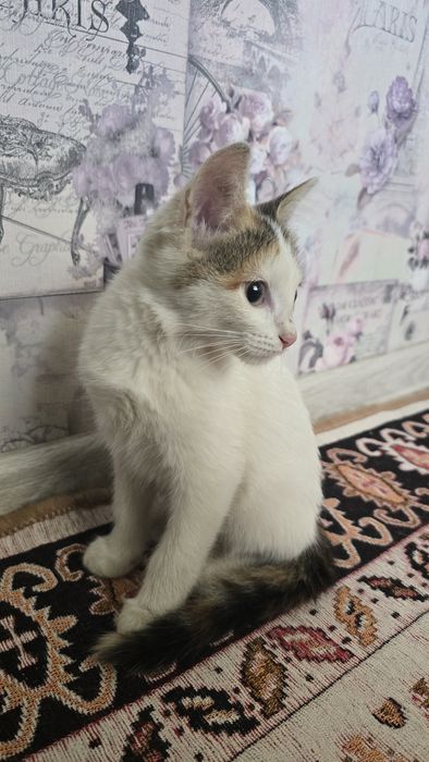 Отдам Котенка в добрые руки